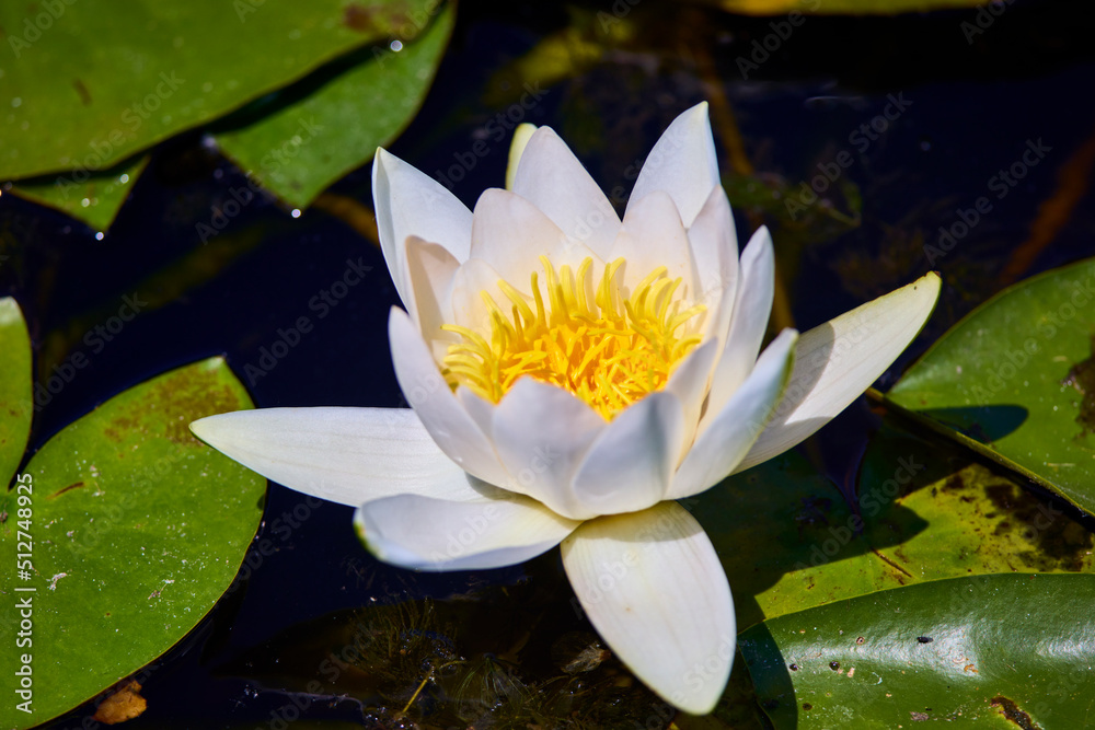 White lotus with yellow pollen on surface of pond White lotus with yellow pollen on surface of pond