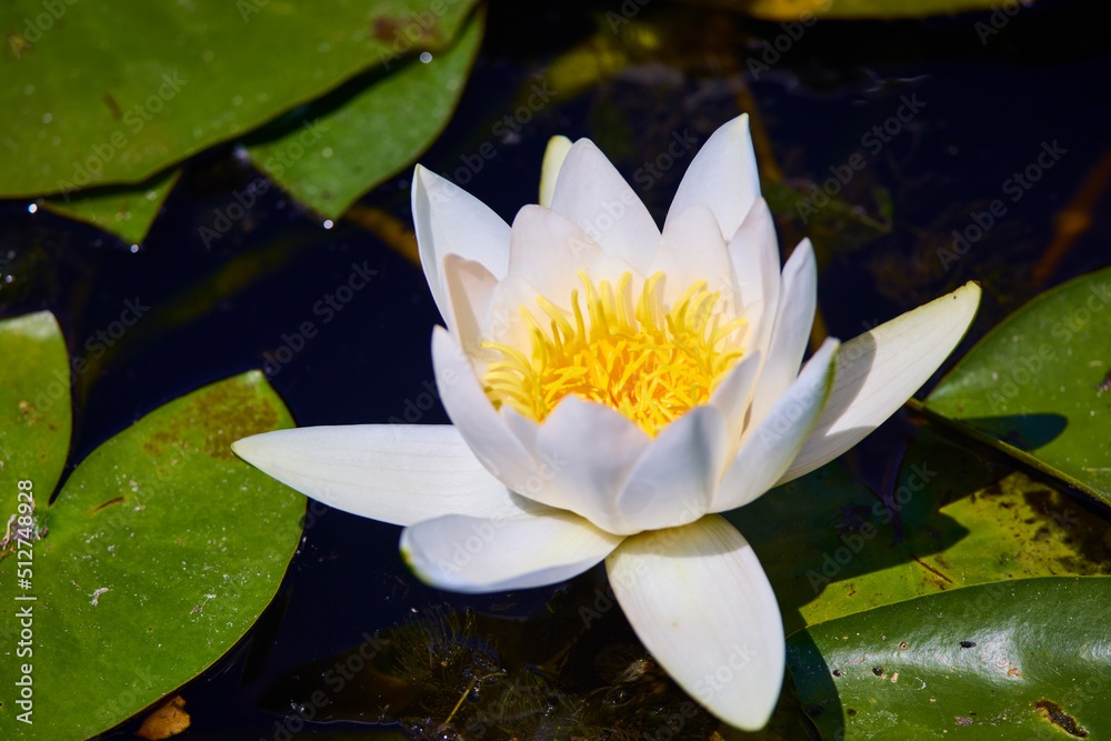 White lotus with yellow pollen on surface of pond White lotus with yellow pollen on surface of pond