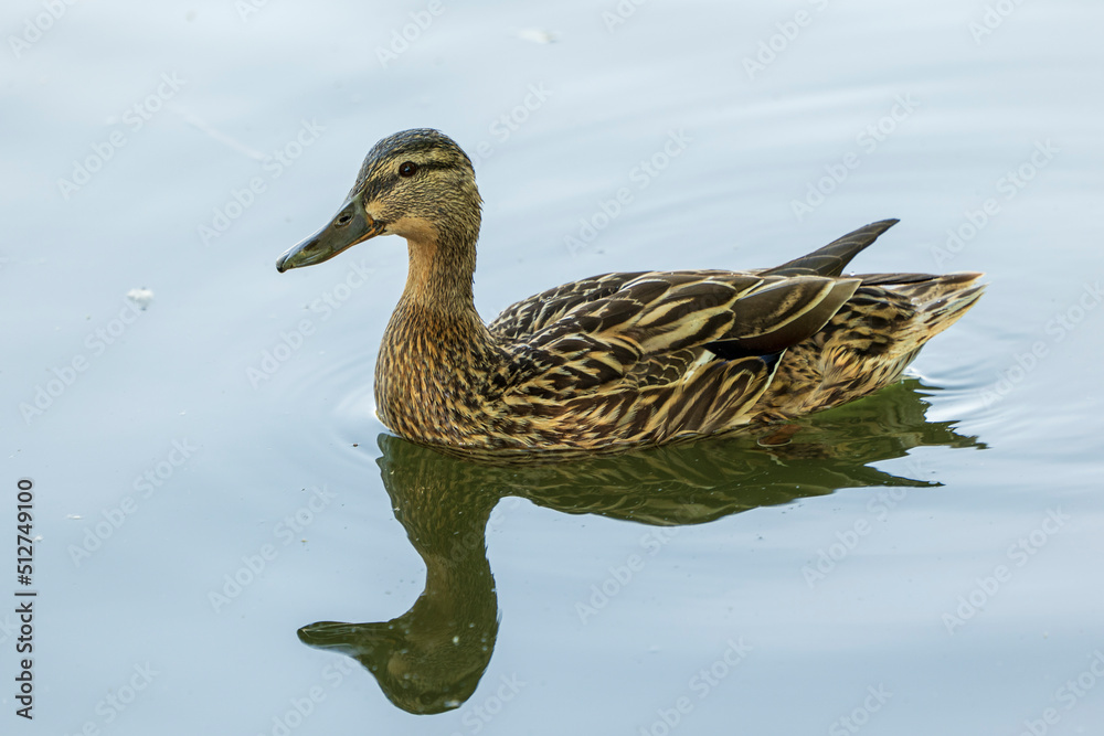 female mallard swims in the water, with reflection on the water female mallard swims in the water, with reflection on the water