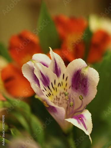 Colorful background. Bouquet of multi-colored alstroemerias close-up. Russia