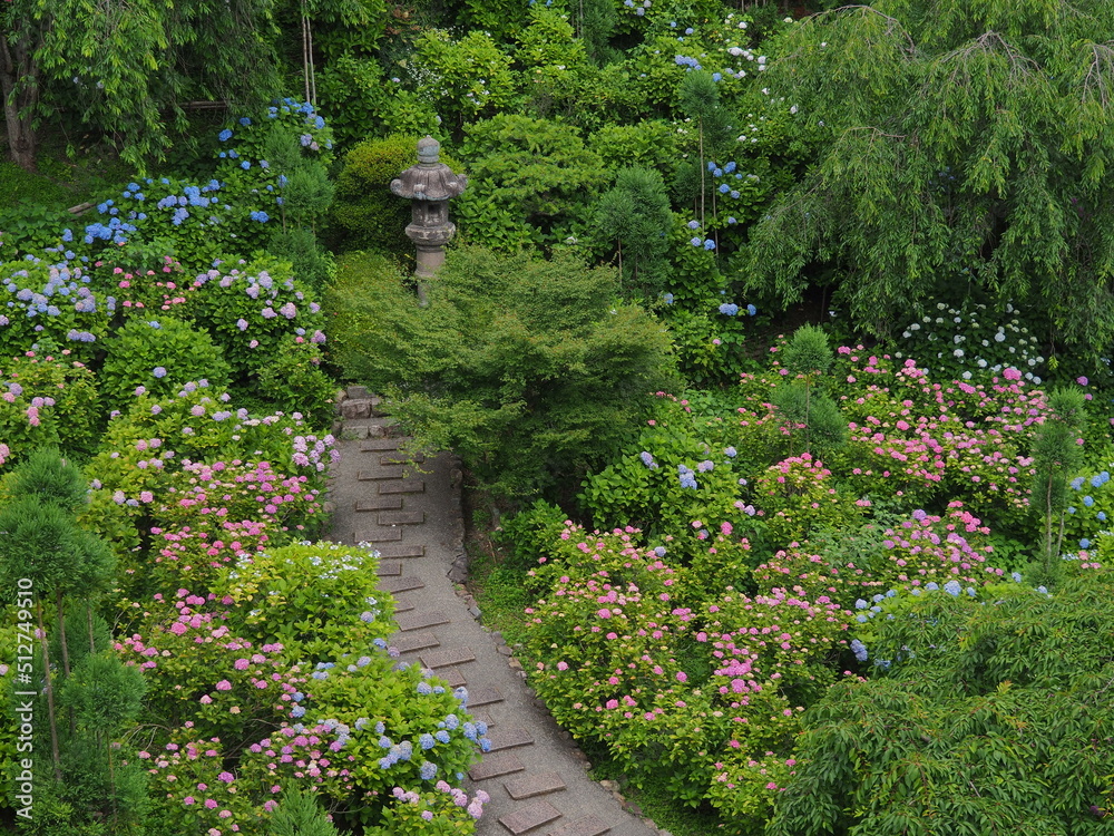 Naklejka premium 紫陽花寺の紫陽花