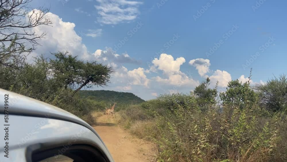 Inside safari vehicle shot of group of giraffes standing on dirty road. Sunny day Inside safari vehicle shot of group of giraffes standing on dirty road. Sunny day