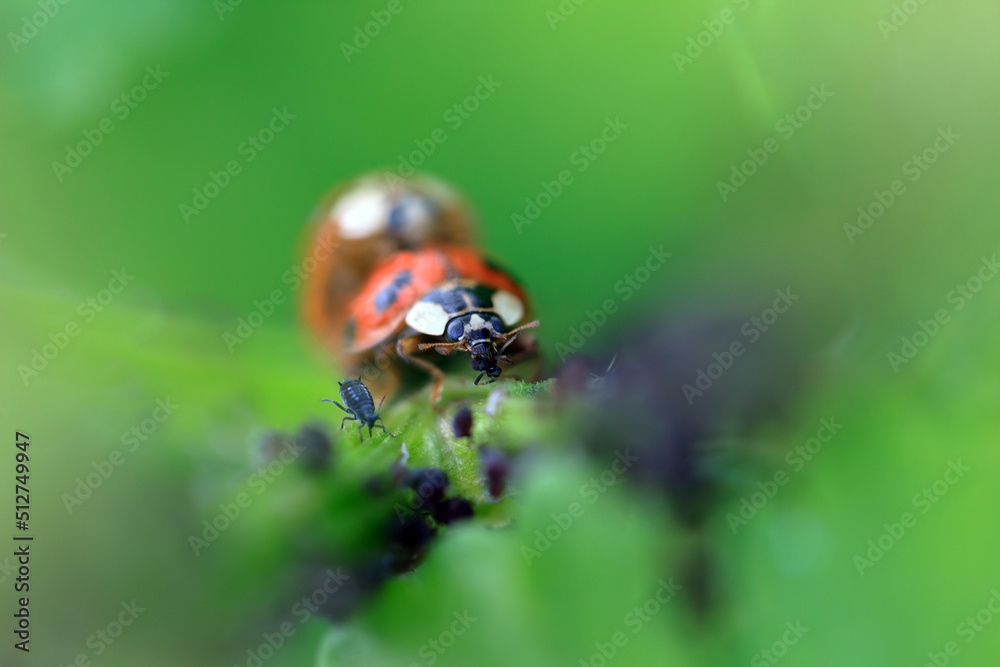 Ladybug Reproduction and Hunting Aphid Insects Wildlife Macro Close Up Photography Ladybug Reproduction and Hunting Aphid Insects Wildlife Macro Close Up Photography