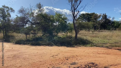 Group of  wild zebras in national park of South Africa. Dolly shot from vehicle