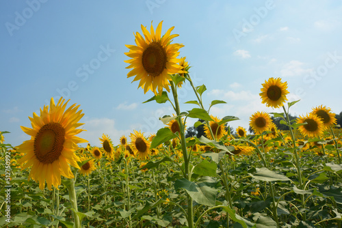 Sunflower Field and Blue Sky