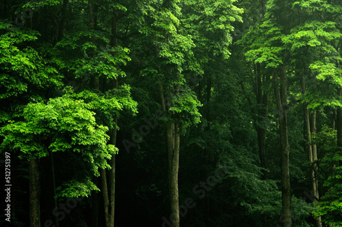 trees in the forest