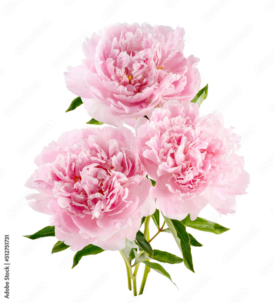 Peonies isolated. Peony flower buds on white background. Peonies isolated. Peony flower buds on white background.