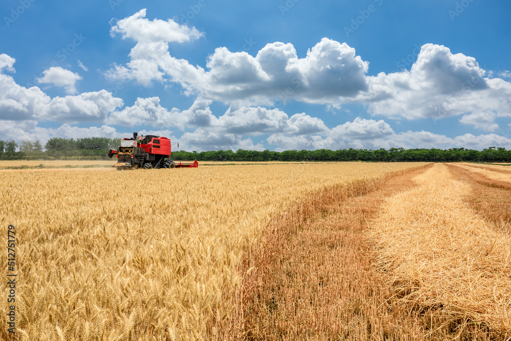 Combine harvester harvests ripe wheat. agricultural scene. Farm wheat field in harvest season. Combine harvester harvests ripe wheat. agricultural scene. Farm wheat field in harvest season.