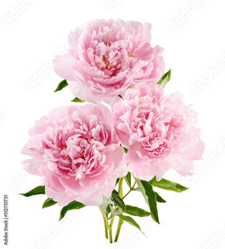 Peonies isolated. Peony flower buds on white background.