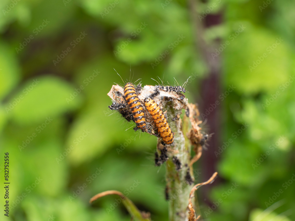 cannibalism among the caterpillars of the Cinnabar butterfly cannibalism among the caterpillars of the Cinnabar butterfly