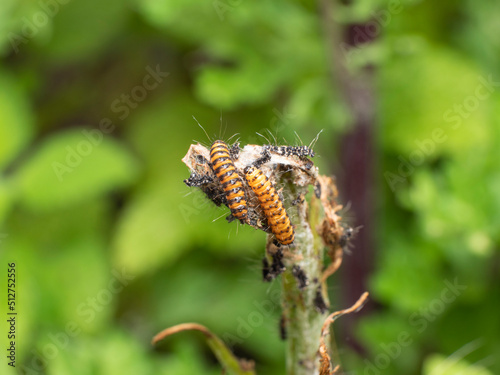 cannibalism among the caterpillars of the Cinnabar butterfly © Farantsa