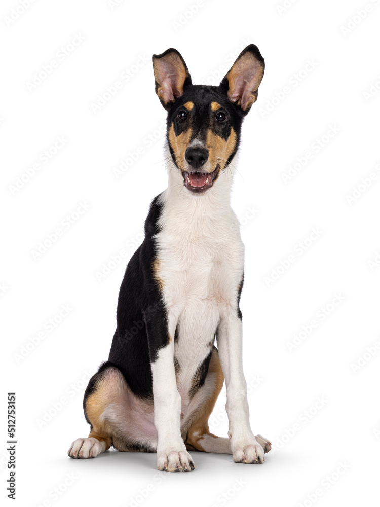 Cute young Smooth Collie dog, sitting up facing front. Looking towards camera. Isolated on a white background. Mouth open.