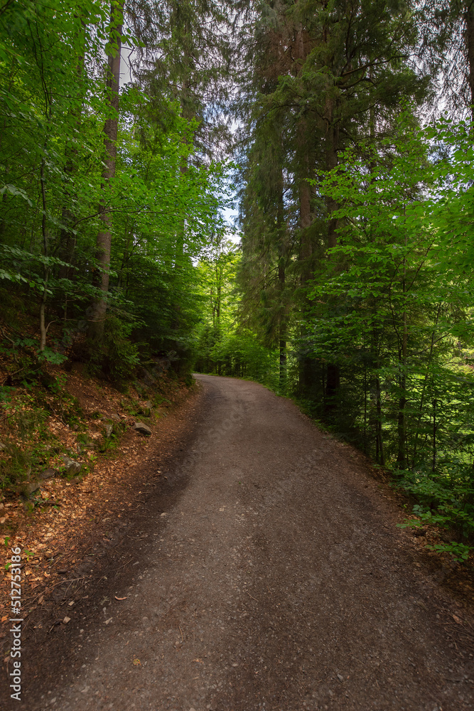 Fototapeta premium forest road through synevyr natural park. outdoor summer landscape on a sunny day. green nature scenery background. popular travel destination