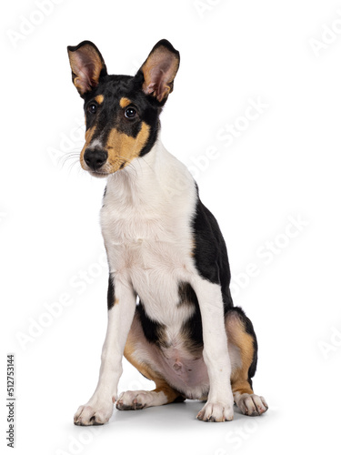 Cute young Smooth Collie dog, sitting up side ways. Looking towards camera. Isolated on a white background. © Nynke
