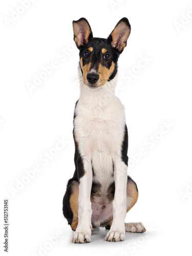 Cute young Smooth Collie dog, sitting up facing front. Looking towards camera. Isolated on a white background. © Nynke