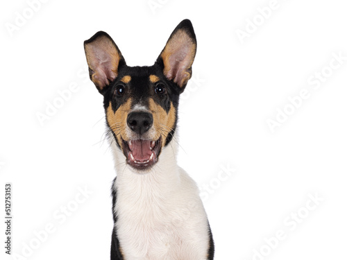 Head shot of happy young Smooth Collie dog, sitting up facing front. Looking towards camera with open mouth. Isolated on a white background. © Nynke