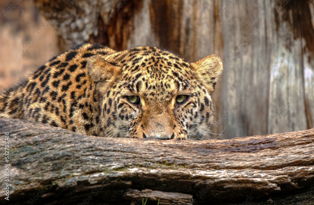 Fototapeta premium young leopard looking straight ahead from behind some trunks