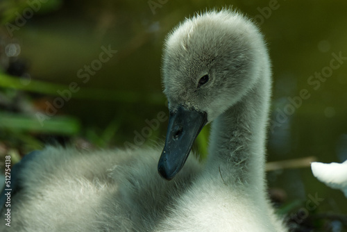 A  Cute Mute Swan Chick
