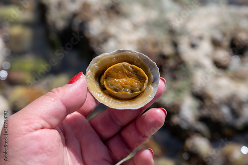 Edible sea water molluscs Patella caerulea, species of limpet in family Patellidae photo