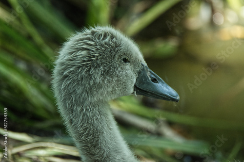 A  Cute Mute Swan Chick

