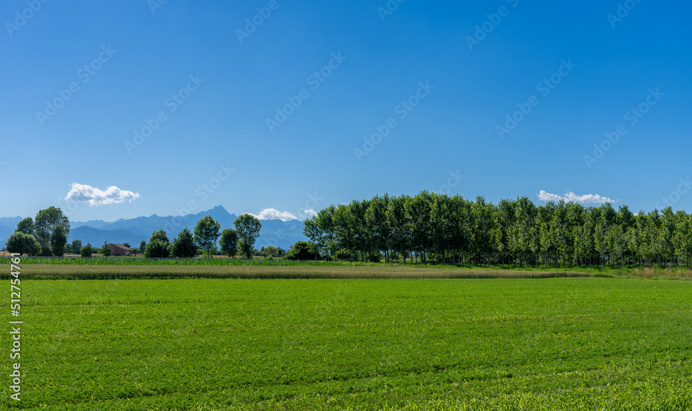 Landscape with green meadows and poplar trees of the Po Valley with the silhouette of the Monviso mountain in the province of Cuneo, Italy, on blue sky