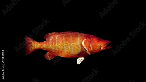 Cubera Snapper Fish animation.Full HD 1920×1080.6 Second Long.Transparent Alpha video.LOOP. photo