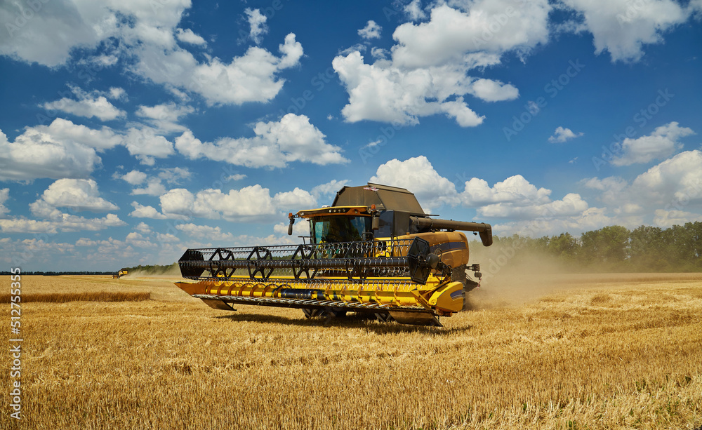 Fototapeta premium Combine harvester harvests ripe wheat.