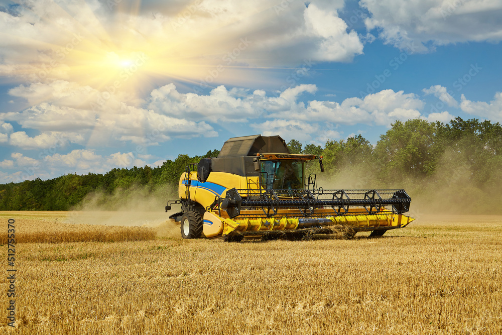 Obraz premium Combine harvester harvests ripe wheat.
