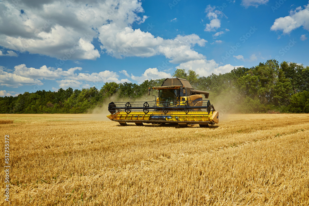 Fototapeta premium Combine harvester harvests ripe wheat.