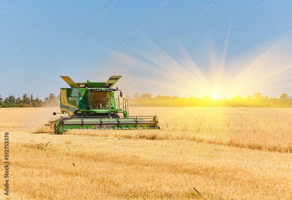 Naklejka premium Combine harvester working on a wheat field. Seasonal harvesting the wheat.