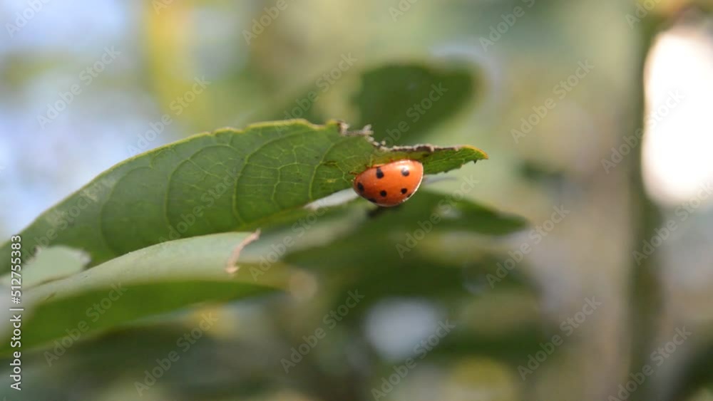 Ladybird is known as an environmentally friendly pest exterminator