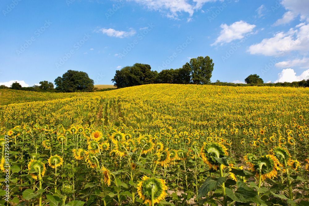 sunflower fields in French Provence during summer