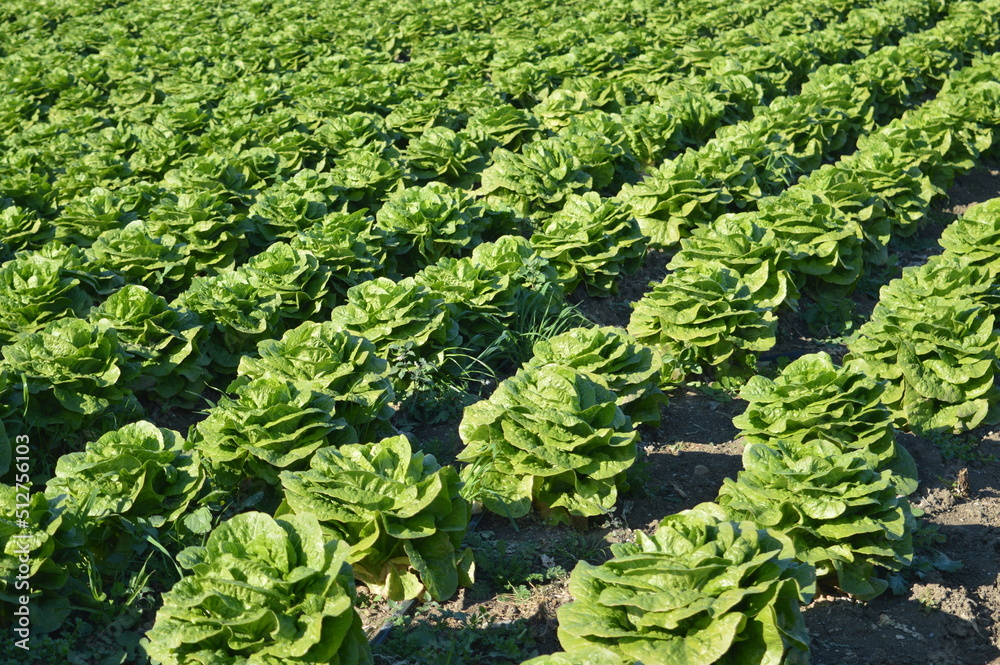 Big Green Romaine Lettuce Field Big Green Romaine Lettuce Field