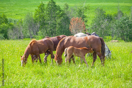 A beautiful horse with a foal in the field. A herd of horses, mares grazing in a green meadow. Beautiful mane. They eat grass. Close-up. 