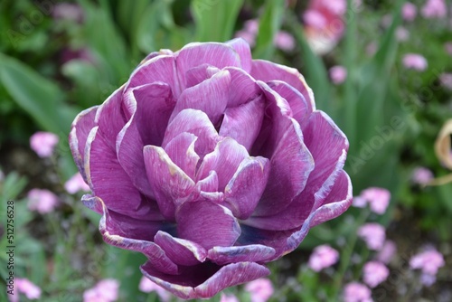 purple and white tulips