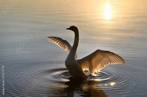 Fototapeta Beautiful silhouette of a white swan in the light of the setting sun