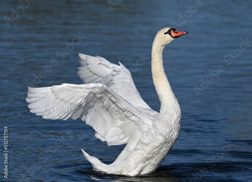 Fototapeta Naklejka Na Ścianę i Meble -  Beautiful white swan flaps its wings