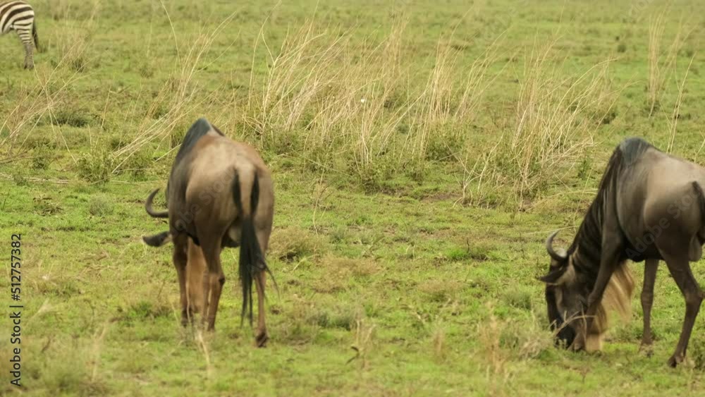 Back view. A pair of wildebeests graze in an African savannah meadow on a hot day in Serengeti National Park, Tanzania. Back view. A pair of wildebeests graze in an African savannah meadow on a hot day in Serengeti National Park, Tanzania.