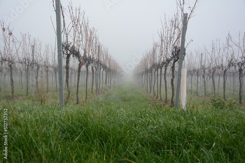 Foggy vineyards