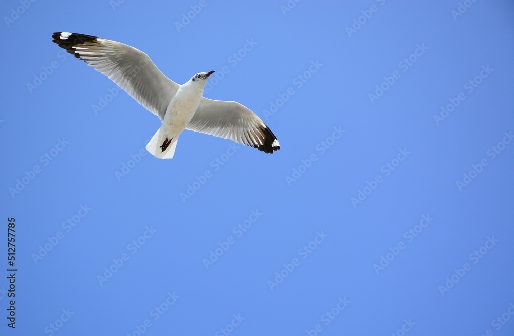 seagull in flight