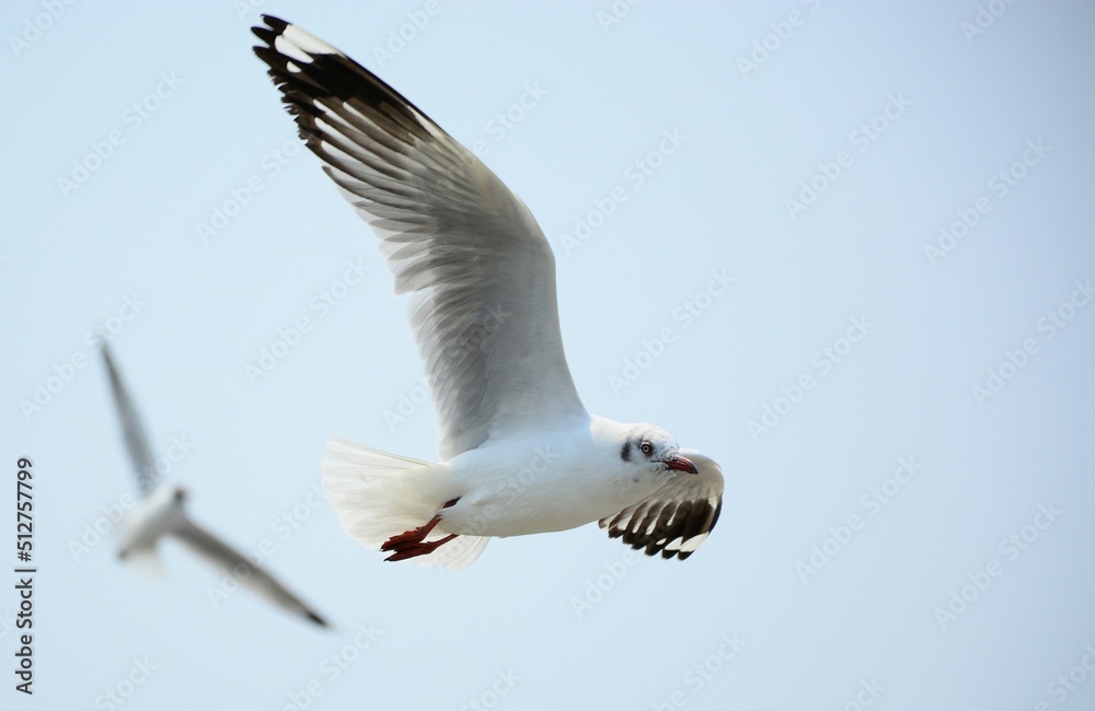 Obraz premium seagull in flight