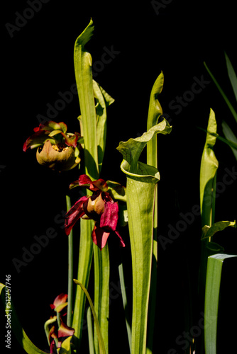 Red pitcher plant isolated on black background also called sarracenia rubra