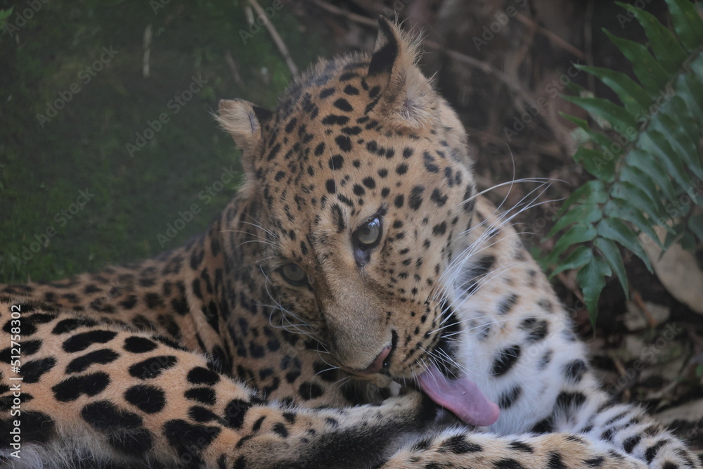 アムールヒョウ