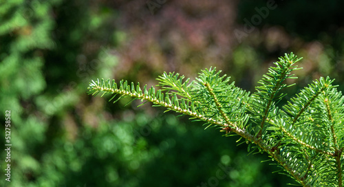 Korean fir Abies koreana close-up of bright green needles on the branch on blurred green background in the garden. Selective focus. Nature concept for design with place for your text