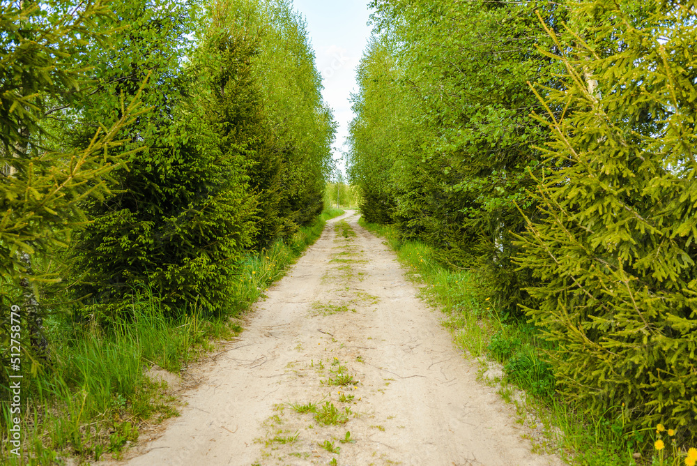 Fototapeta premium Empty Sandy country road near the forest,fluffy clouds blue sky,summer evening landscape.