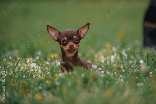 chihuahua puppy on the grass in park