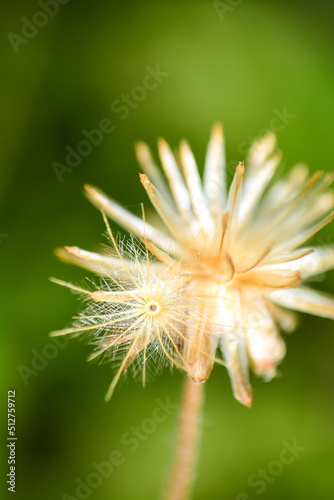 macro of a flower