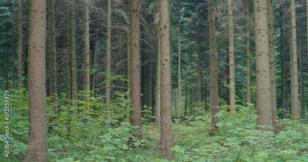 Tall trees and lush green vegetation panning shot in a forest in Europe. Cloudy summer day, real time, no people Tall trees and lush green vegetation panning shot in a forest in Europe. Cloudy summer day, real time, no people