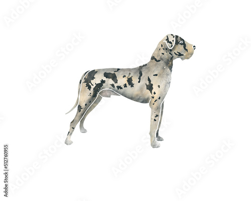 Standing Great Dane