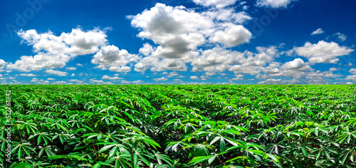 Panorama Landscape Of cassava plantation fields And blue Sky clouds Background.cassava plantation fields landscapes on a bright sunny day with patterns formed in natural background. photo
